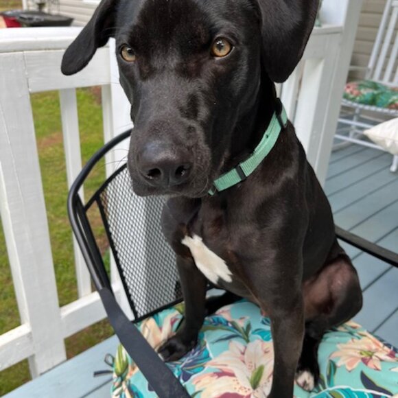 Five ⭐️ Seller - Fast Shipper! - Picture 9 of 15